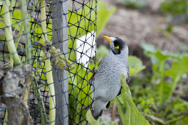 Anti Bird Nets - Balcony & Building Bird Protection