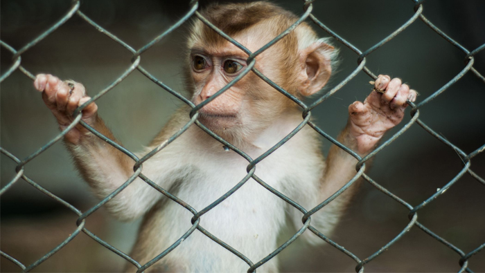 Monkey Safety Nets