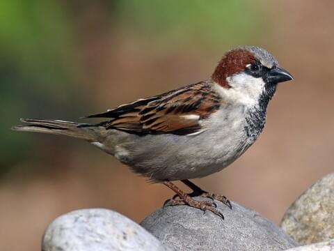 Sparrow Protection Nets